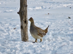 Sharp-tailed Grouse